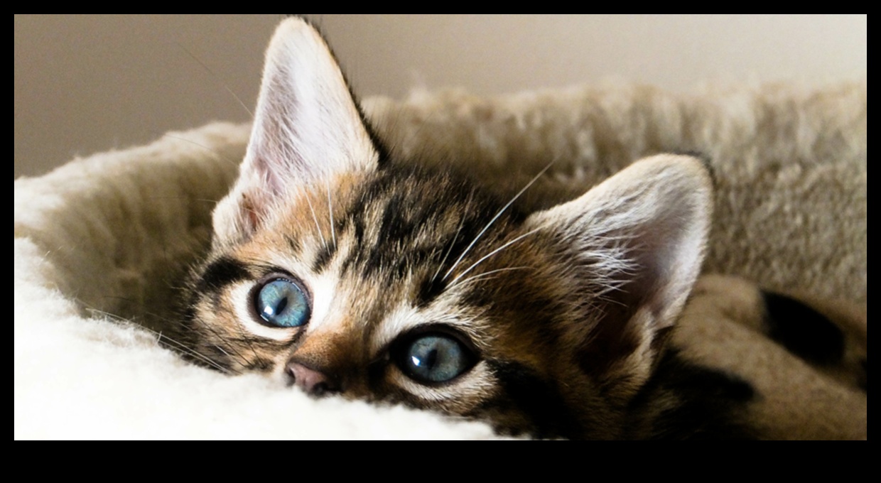 Kitten Korner: Navigarea în lumea proprietății tinerelor pisici